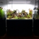 arachnee aquarium