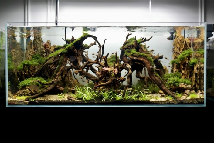 arachnee-aquascape