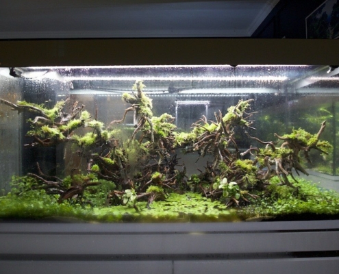 couronne epine paludarium