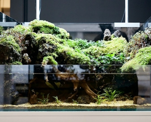 mordor paludarium