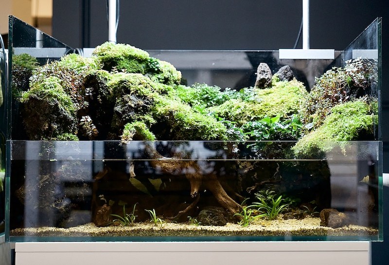 mordor paludarium