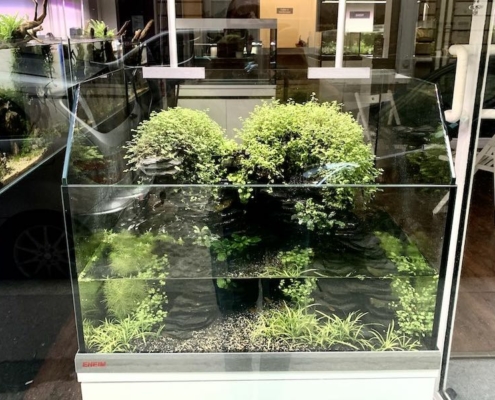 proxima-fauna-aquarilis