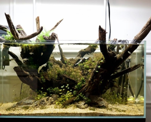 trone-de-fer aquarium