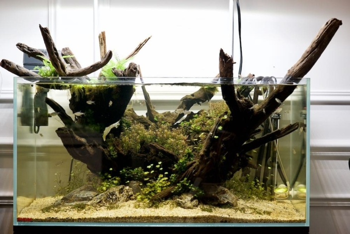 trone-de-fer aquarium