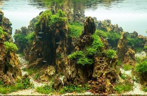 croisee-des-chemins aquascaping