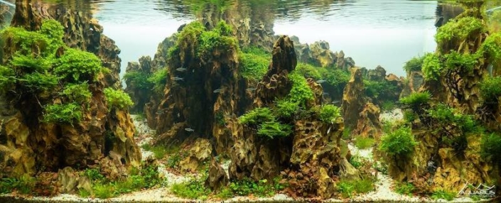 croisee-des-chemins aquascaping