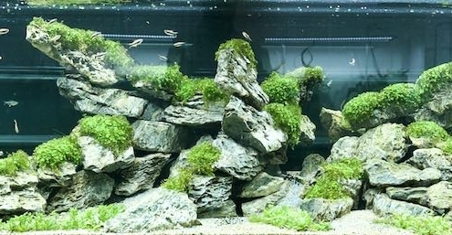 etoile de paris aquarium