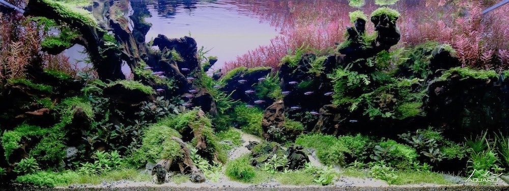 oeil-aquascaping