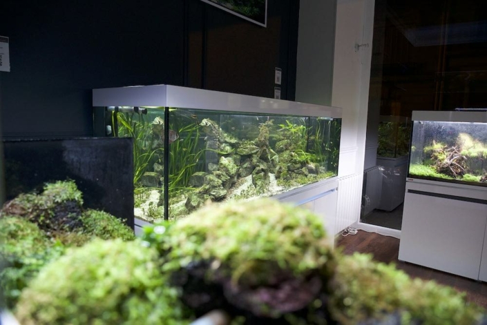 showroom aquariums