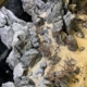 choix hardscape