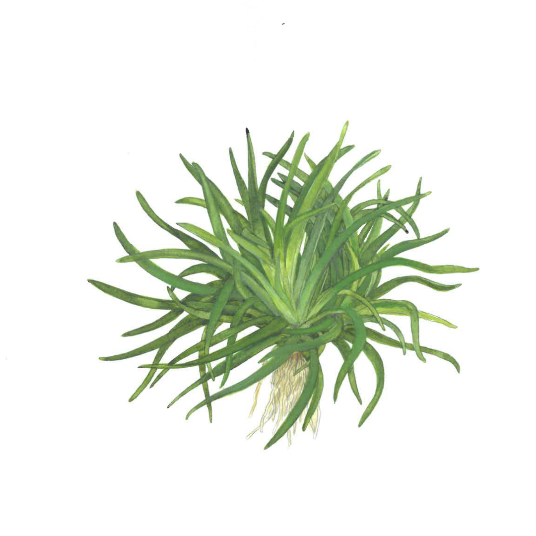 Eriocaulon sp. 'Vietnam'