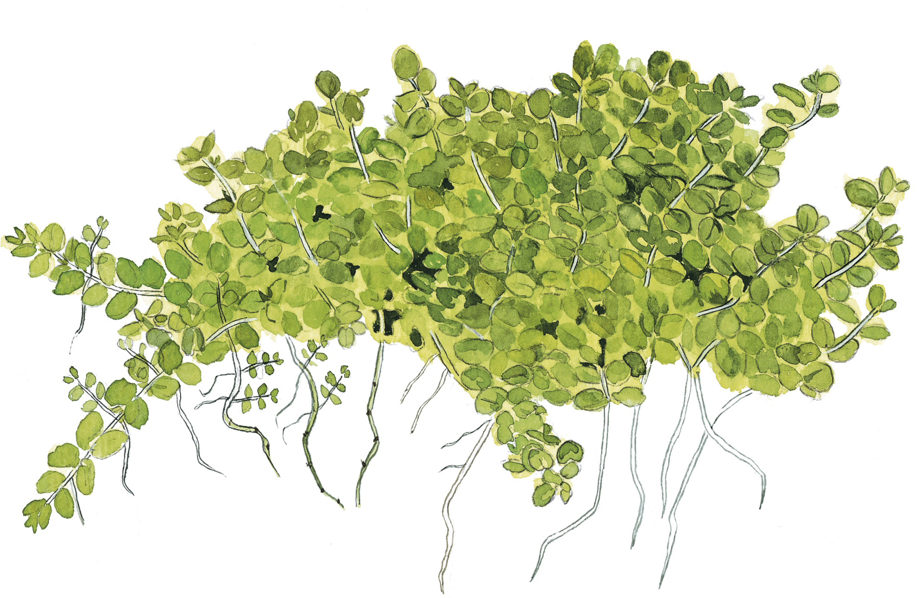 Hemianthus callitrichoides 'Cuba' – Image 2