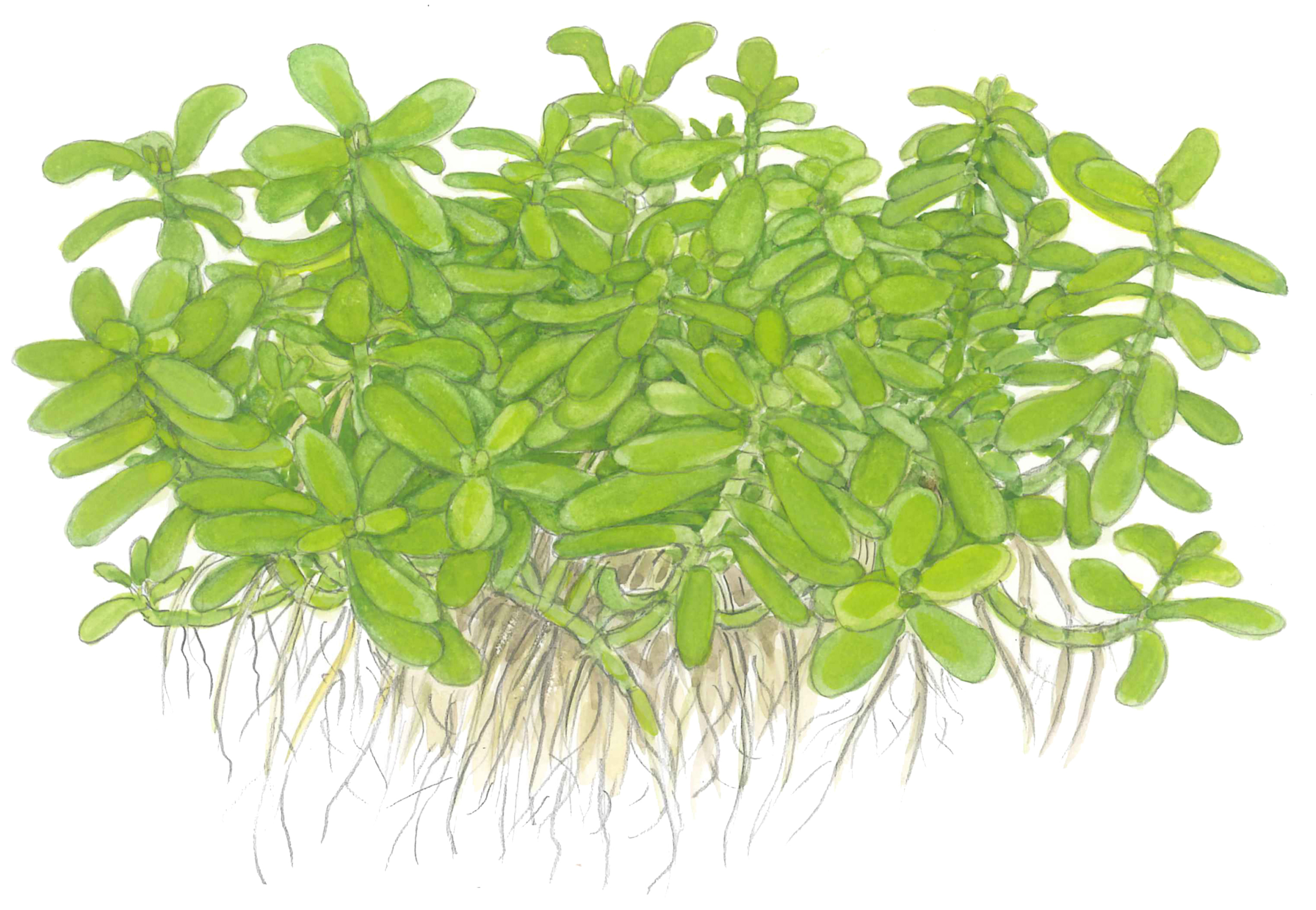 Bacopa monnieri 'Compact'