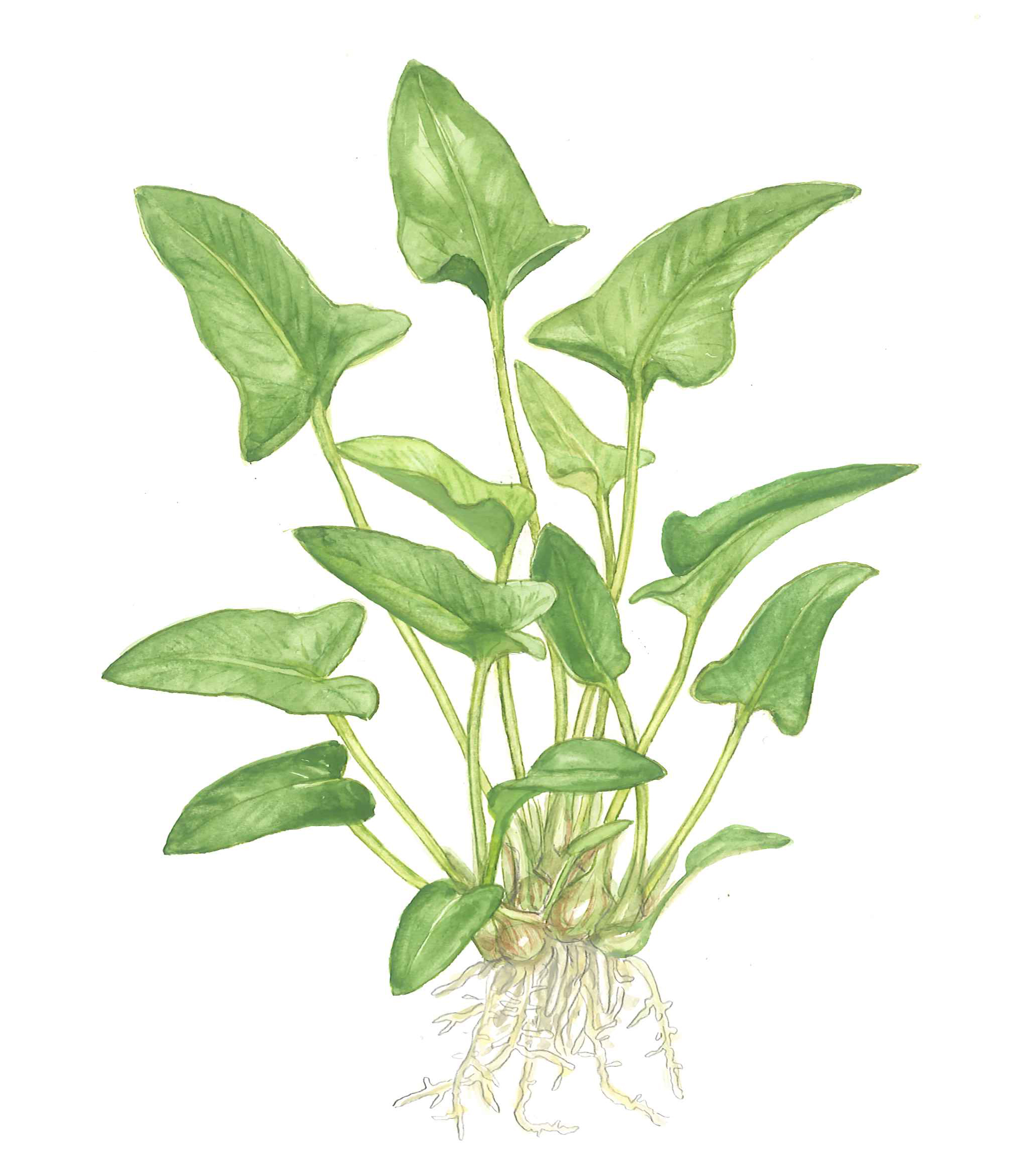 Anubias gracilis