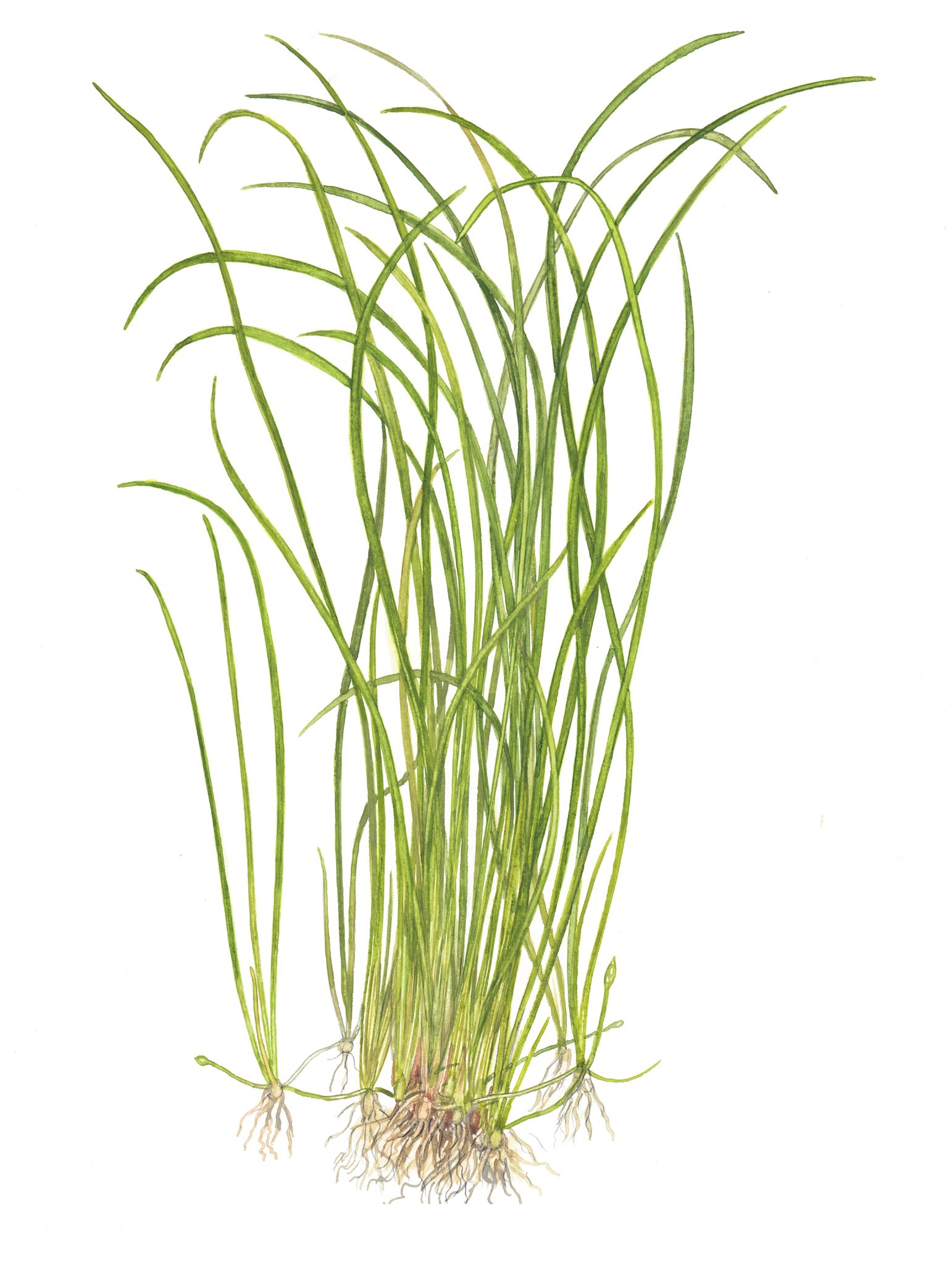 Sagittaria subulata 'Needle Leaf'