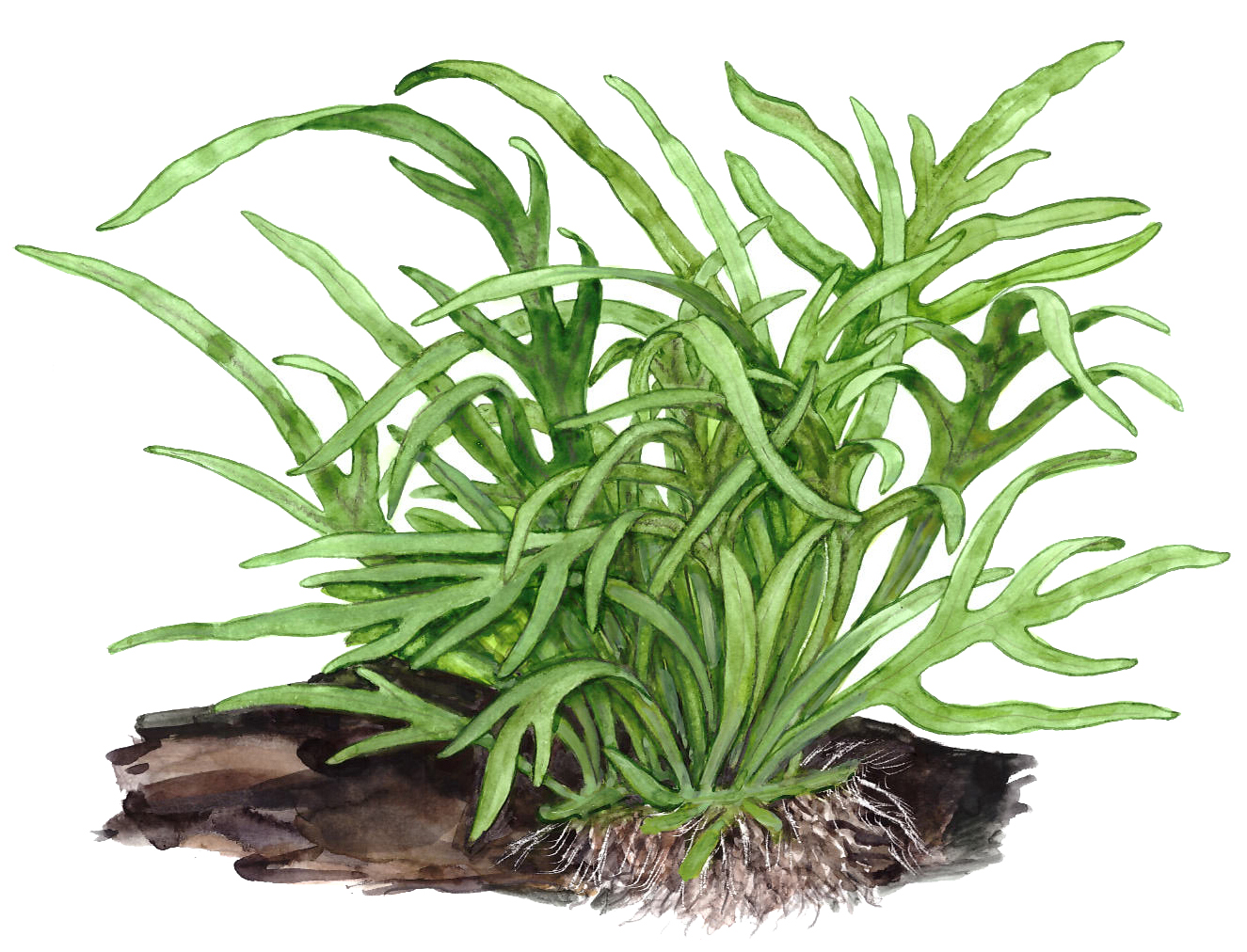 Microsorum pteropus 'Trident'