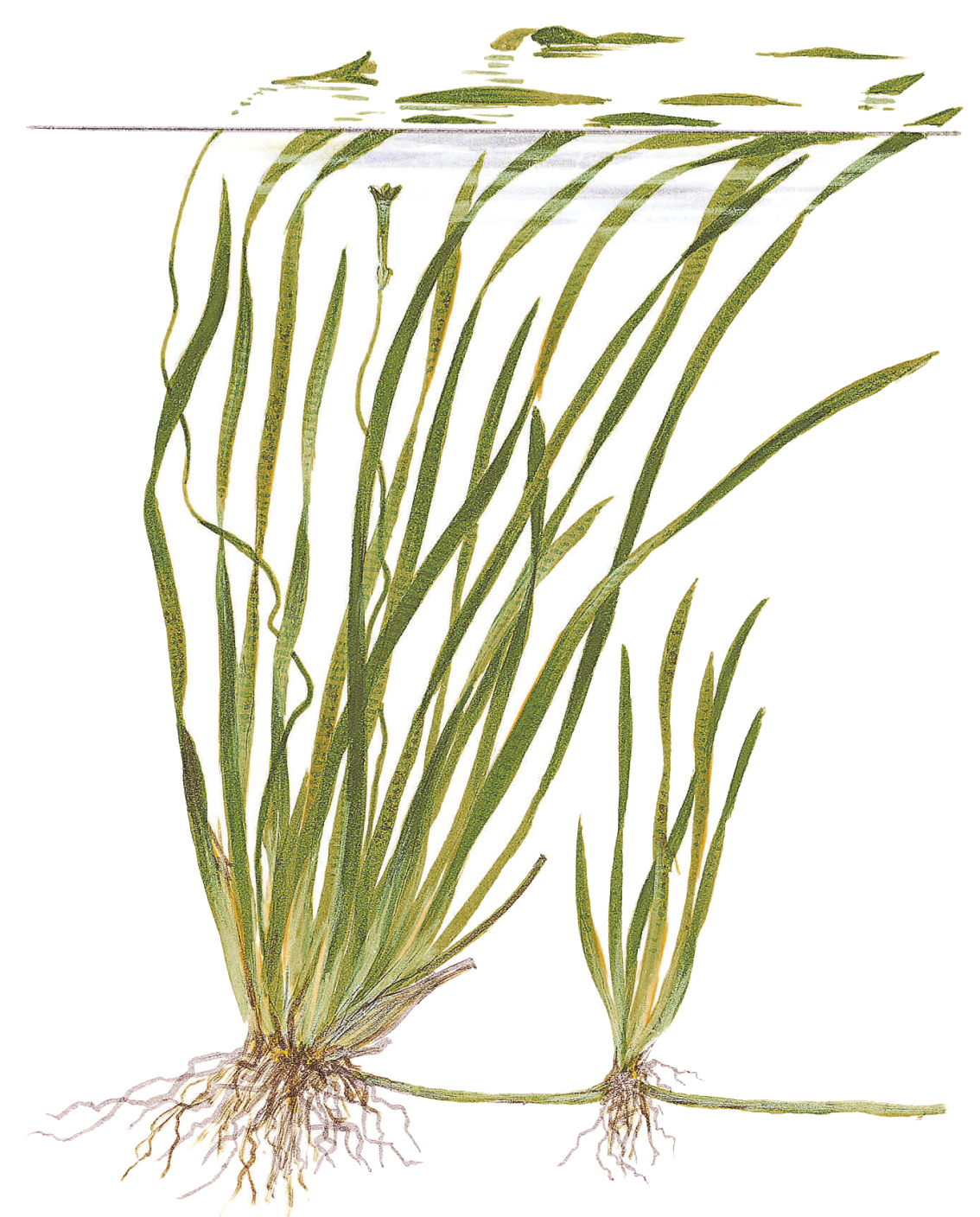 Vallisneria spiralis 'Tiger'