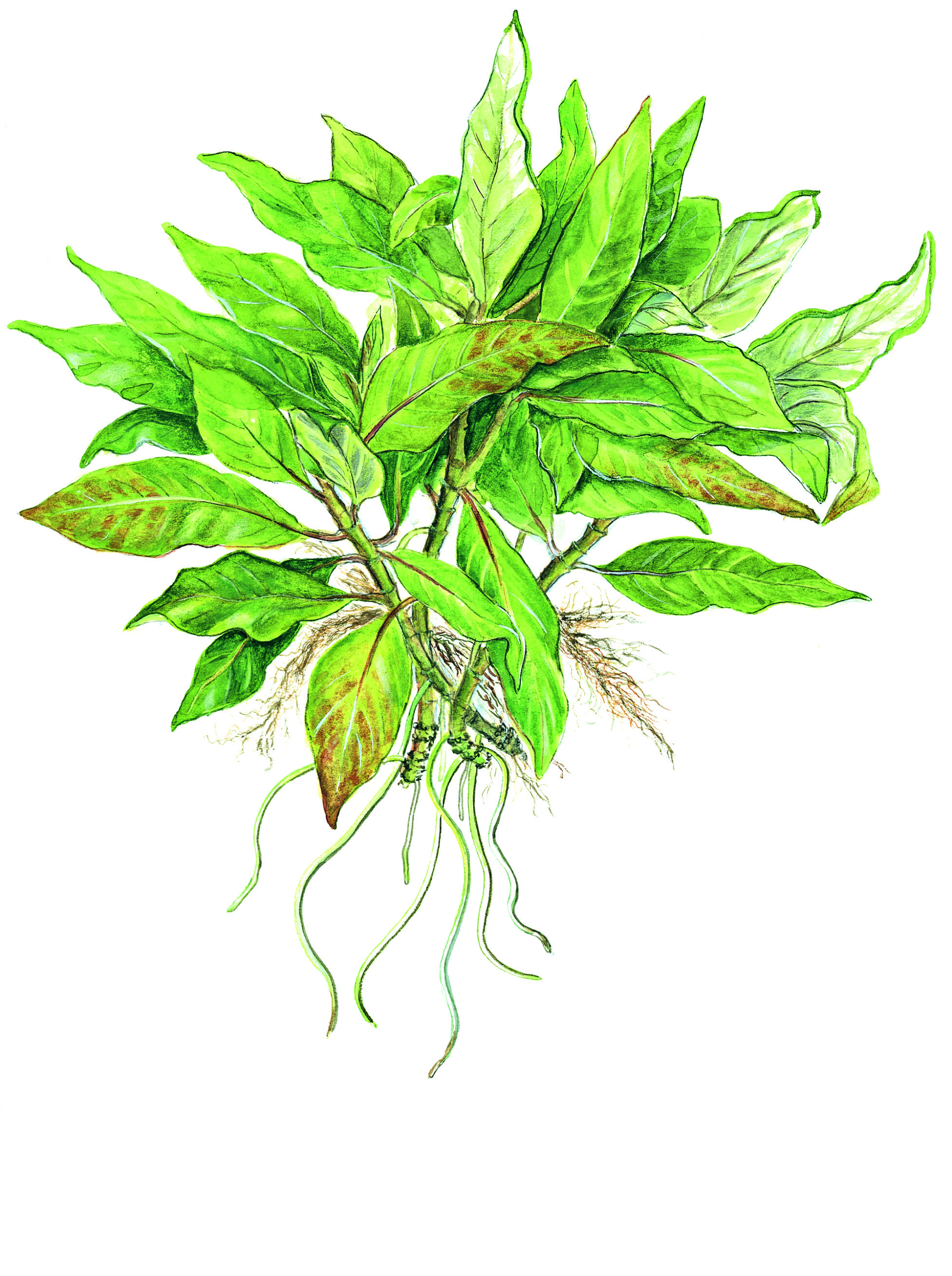 Hygrophila corymbosa 'Compact'