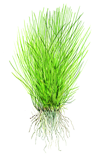 Eleocharis acicularis