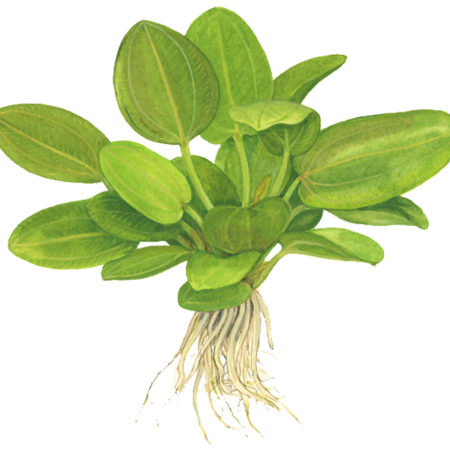 Echinodorus 'Aquartica'
