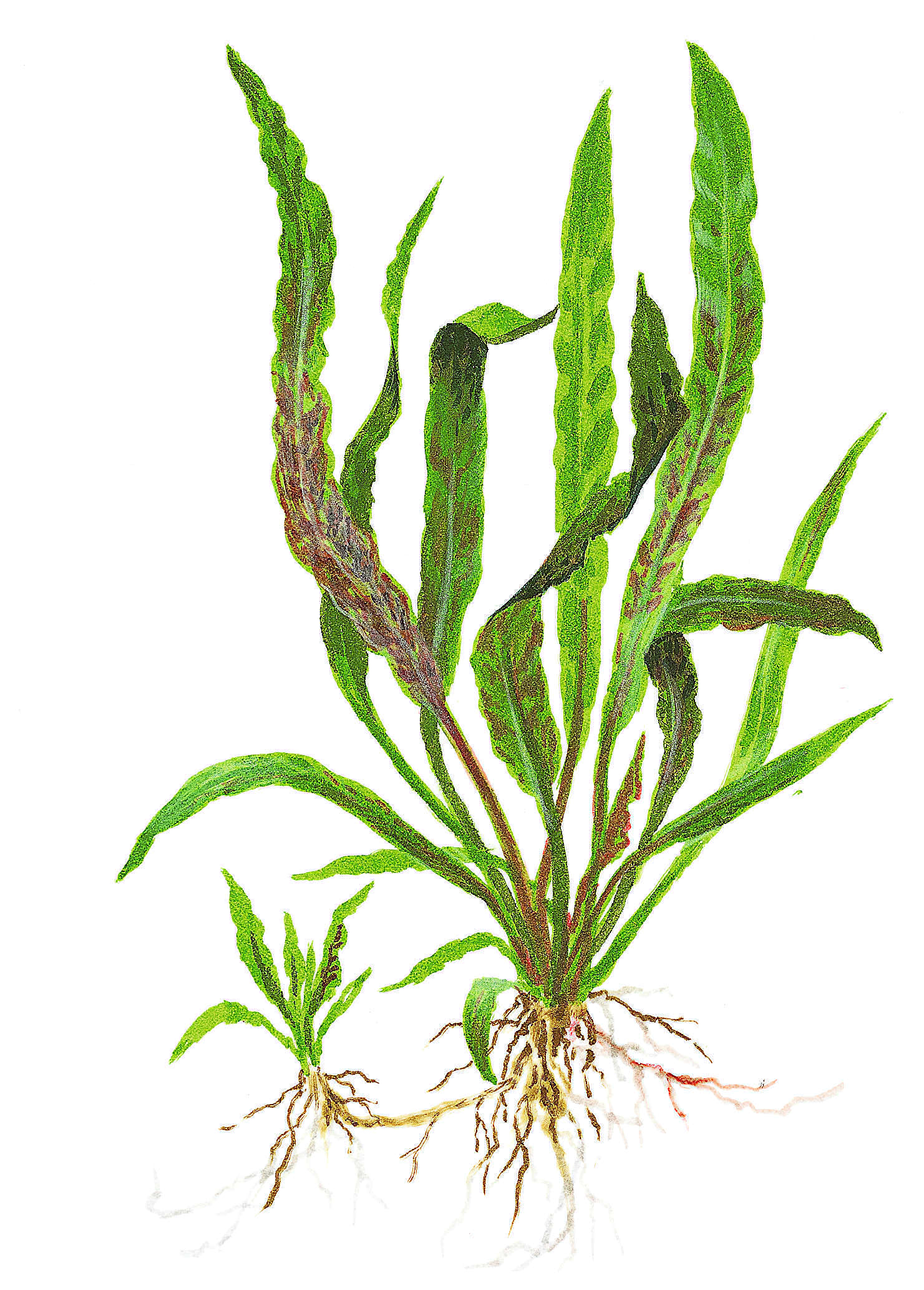 Cryptocoryne albida 'Brown'