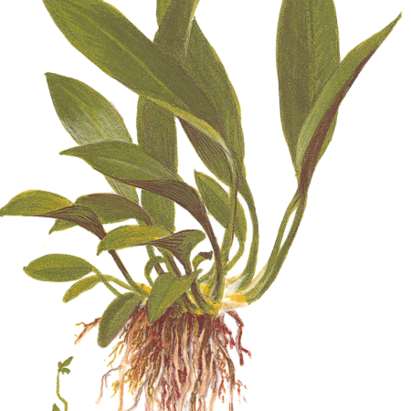 Anubias barteri var. glabra