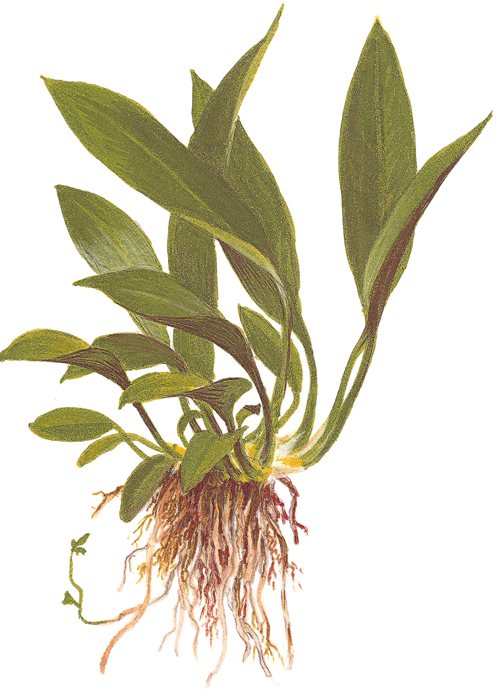 Anubias barteri var. glabra