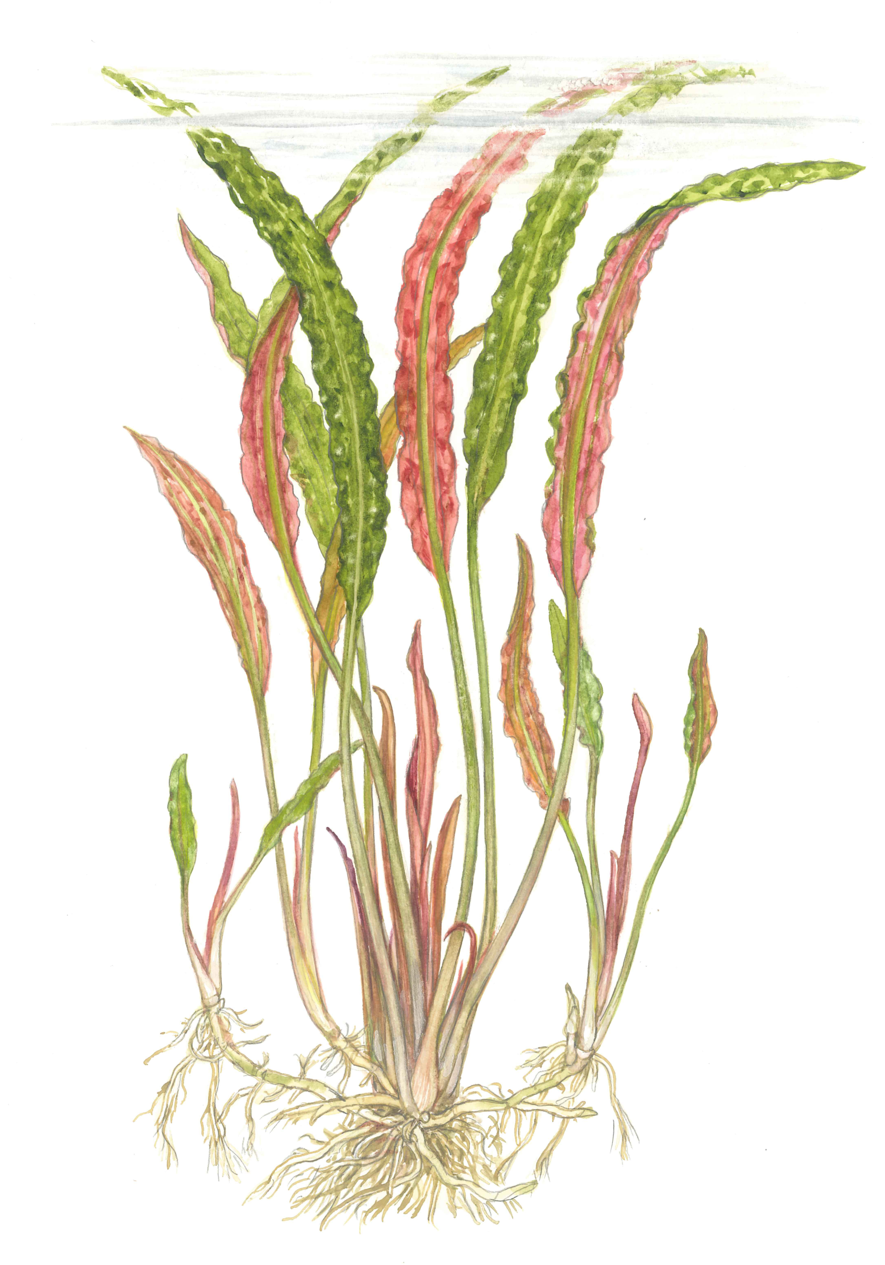 Cryptocoryne usteriana