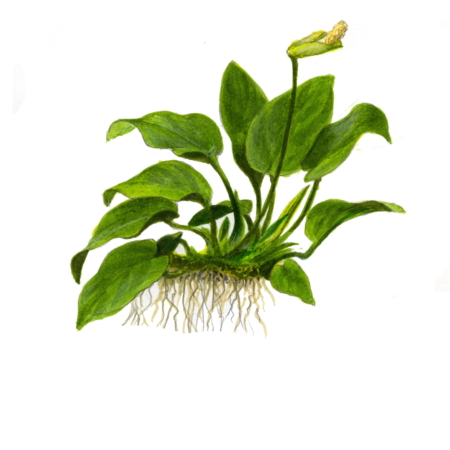 Anubias barteri var. nana 'Large'