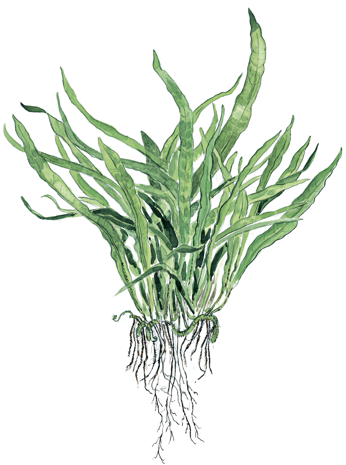 Microsorum pteropus 'Narrow' – Image 2