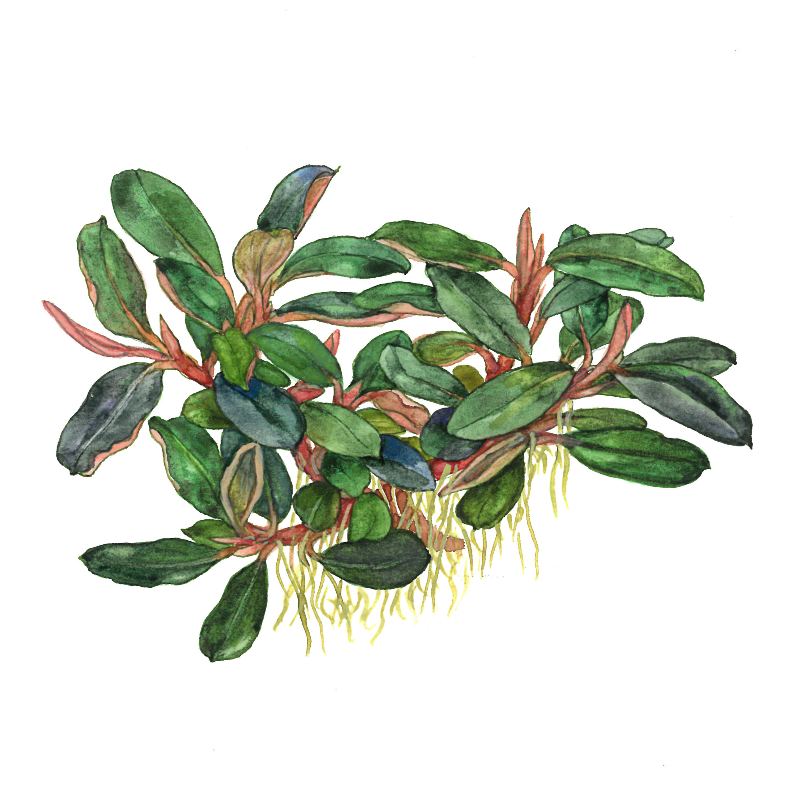 Bucephalandra sordidula 'Blue' – Image 2