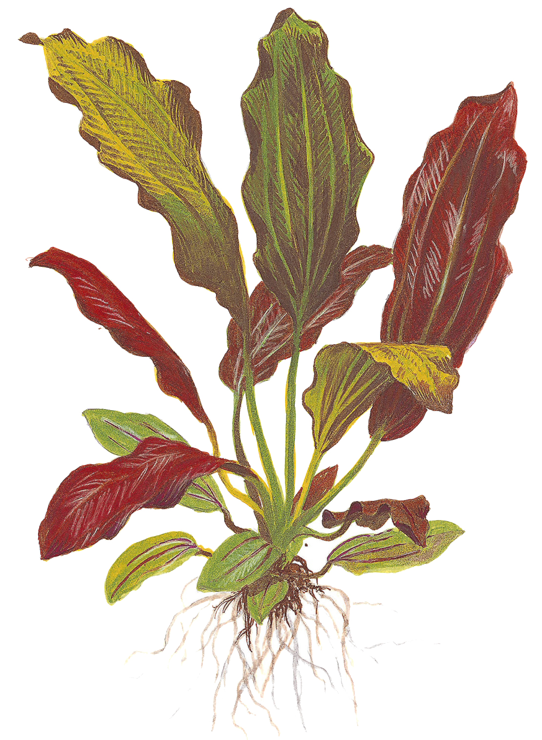 Echinodorus x barthii – Image 2