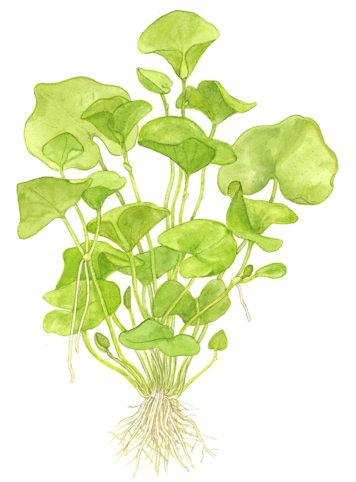 Nymphoides hydrophylla 'Taiwan' – Image 2