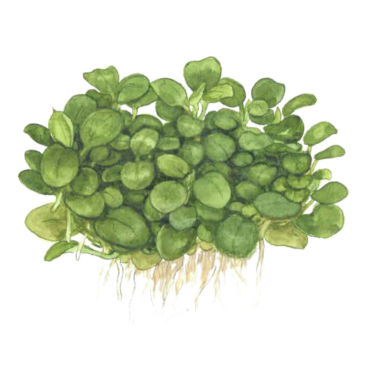 Anubias barteri 'Mini Coin' – Image 2