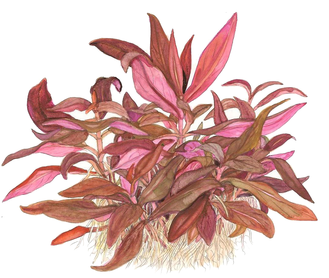 Alternanthera reineckii 'Mini' – Image 2