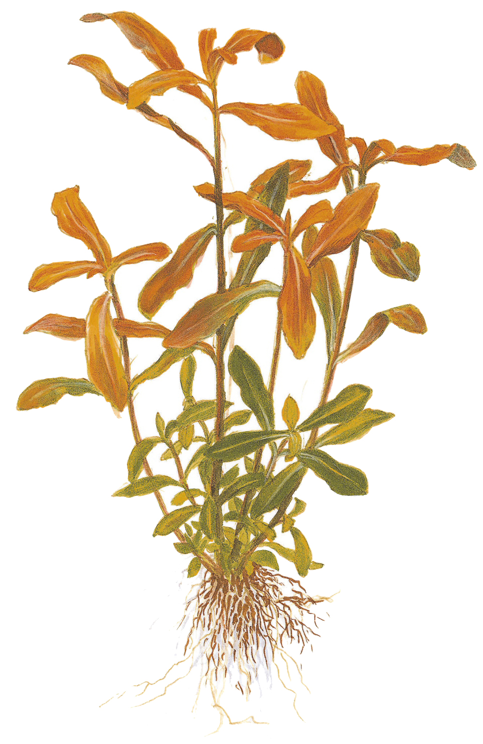 Ammannia crassicaulis – Image 2