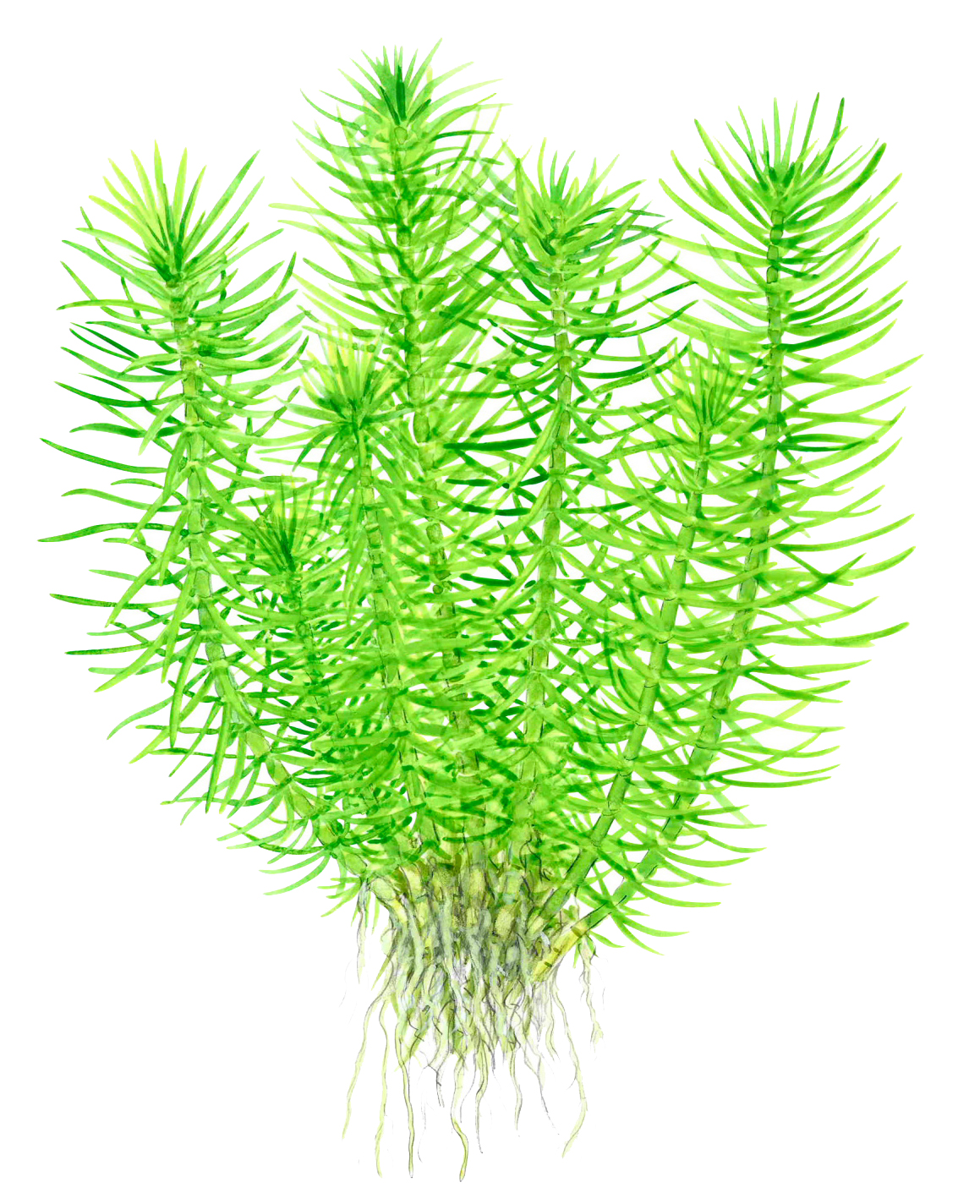 Pogostemon deccanensis – Image 2