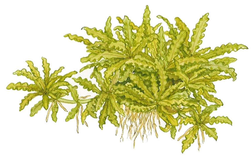 Pogostemon helferi – Image 2