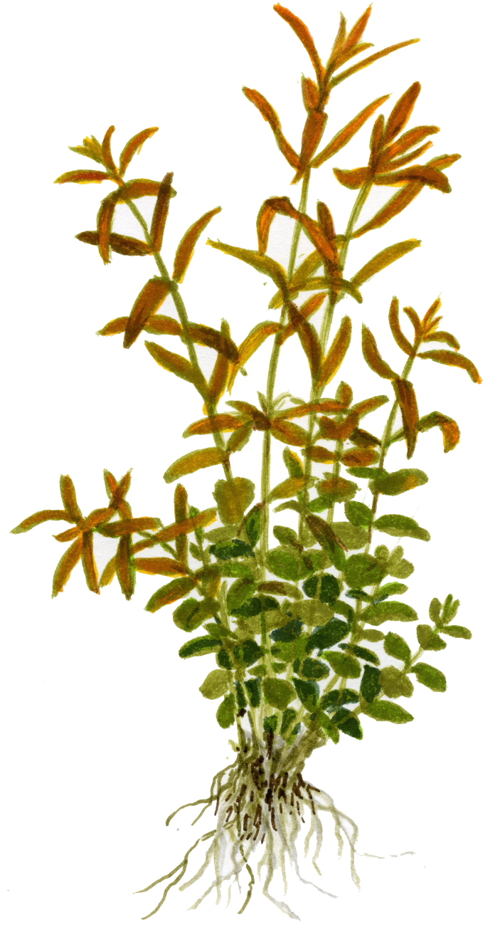 Rotala rotundifolia – Image 2