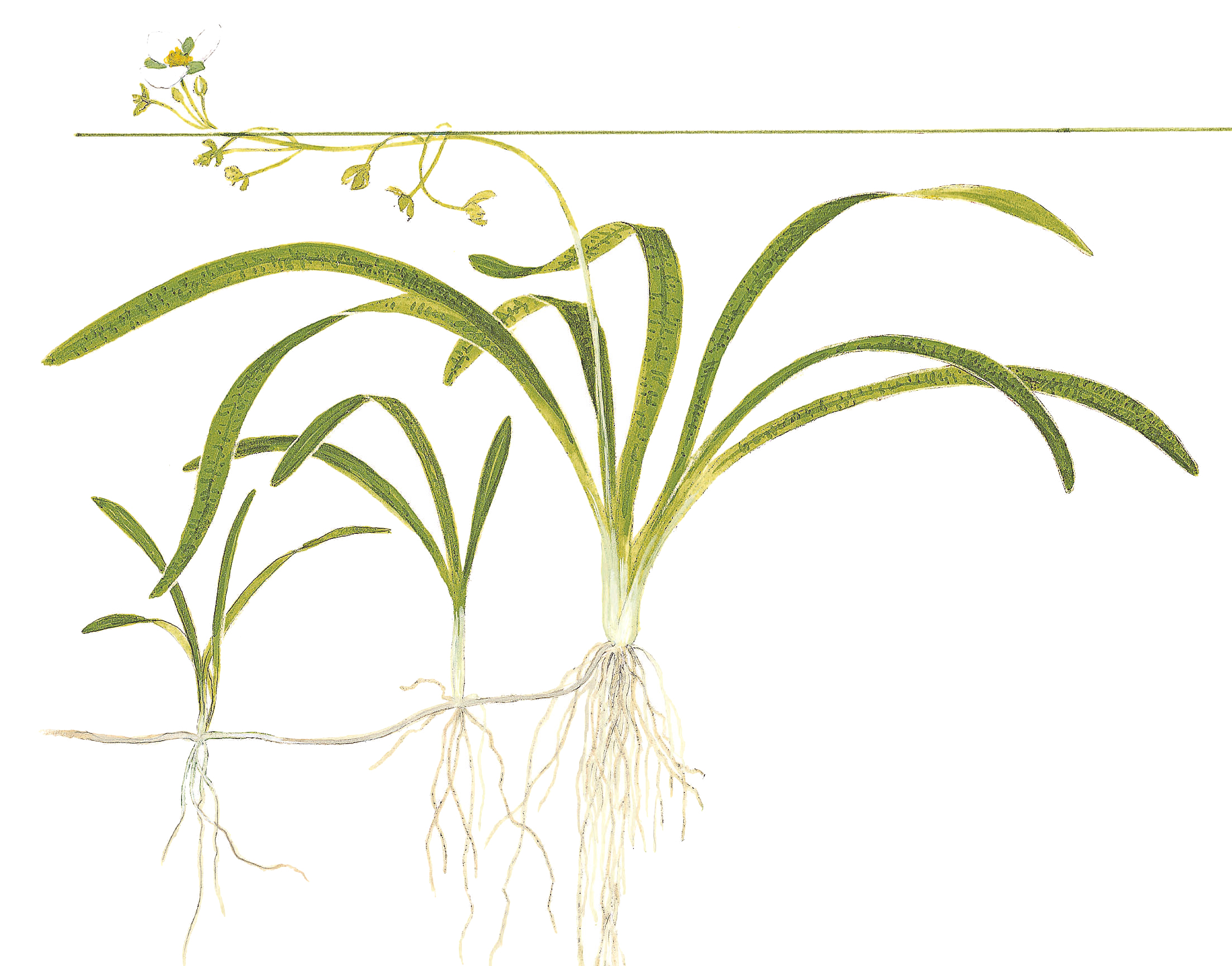 Sagittaria subulata – Image 2