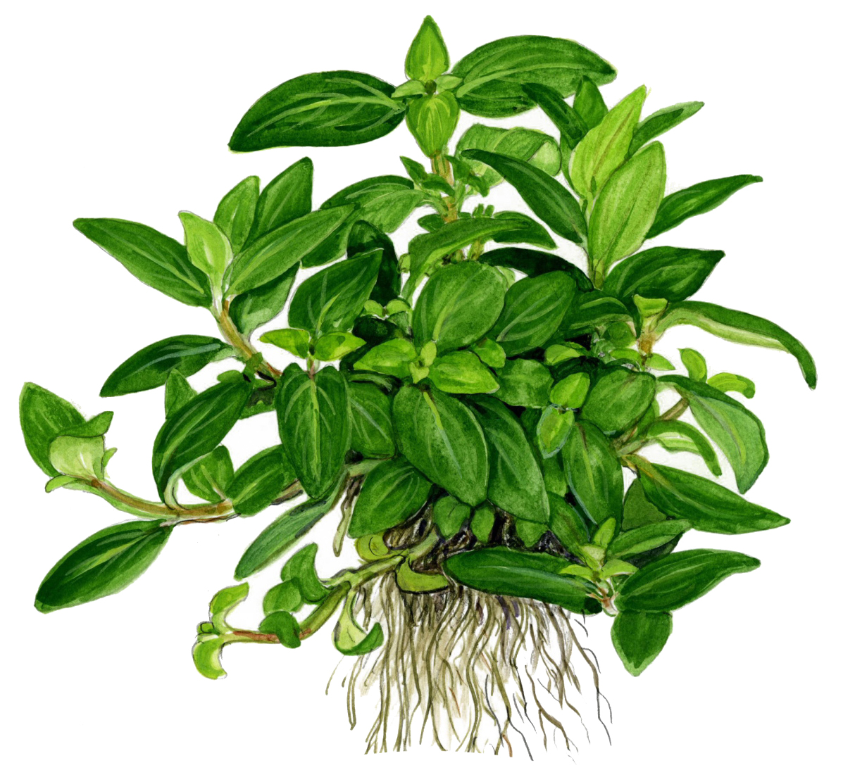 Staurogyne repens – Image 2