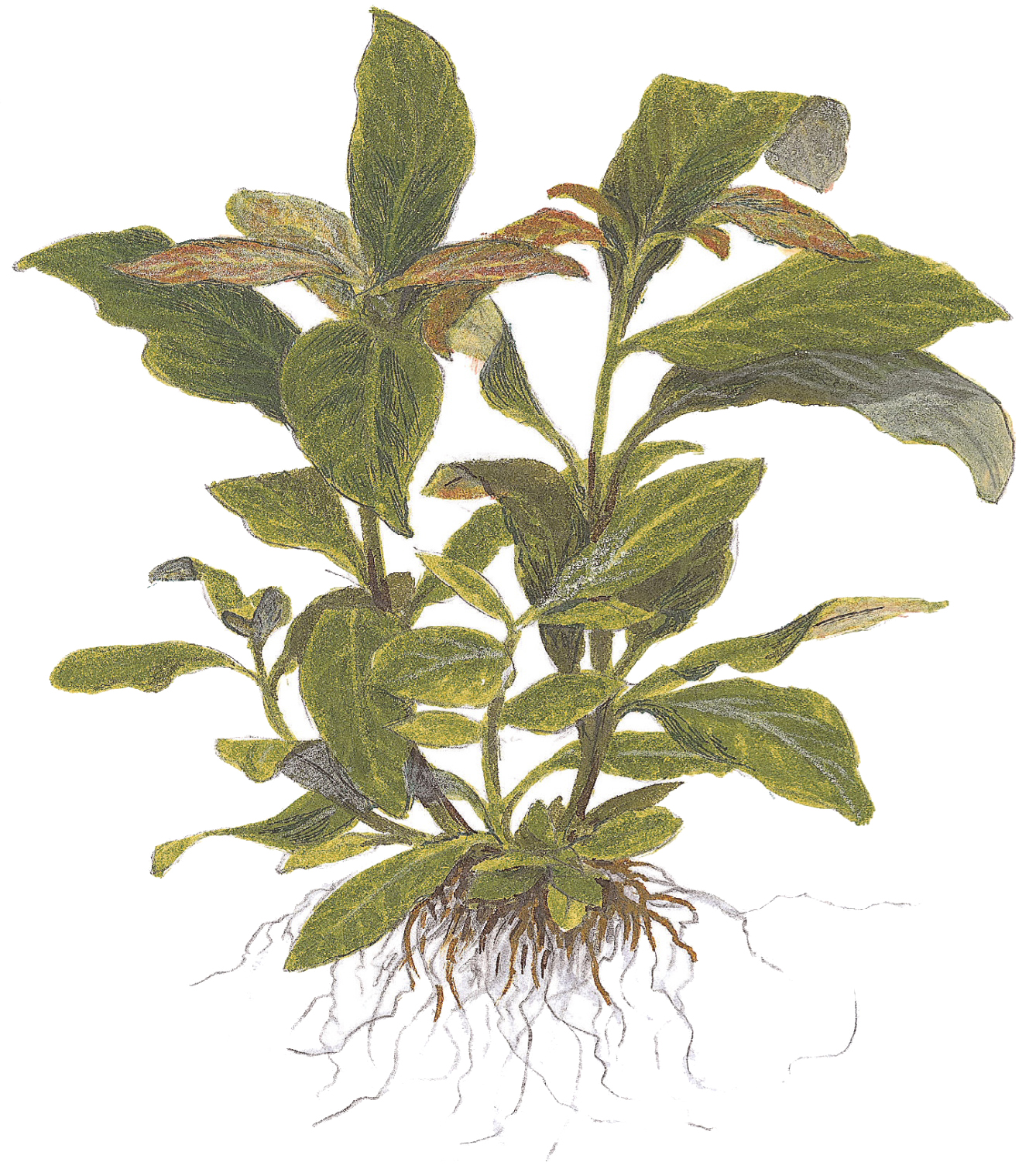 Hygrophila corymbosa 'Stricta' – Image 2