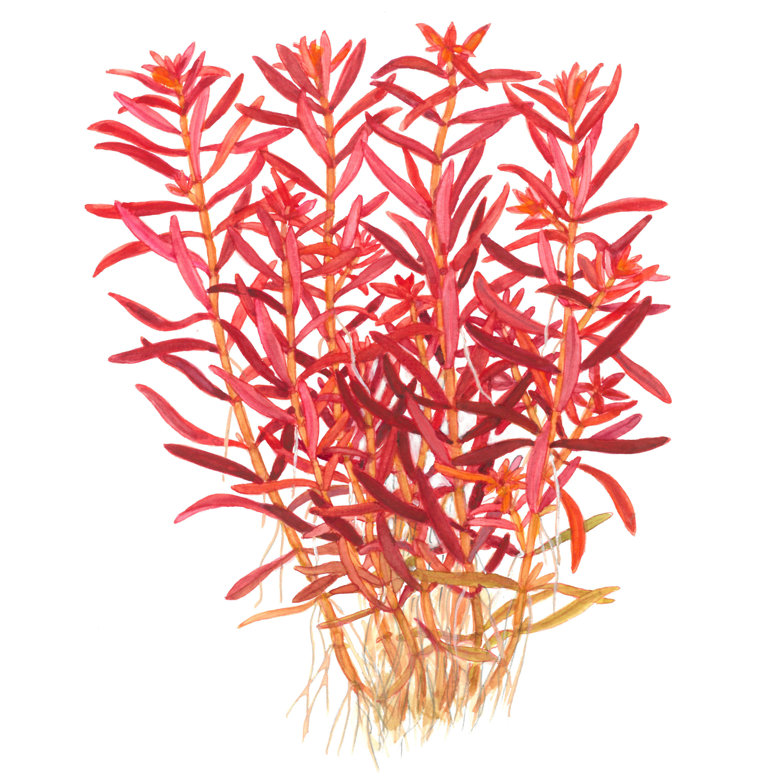 Rotala rotundifolia 'Blood Red'