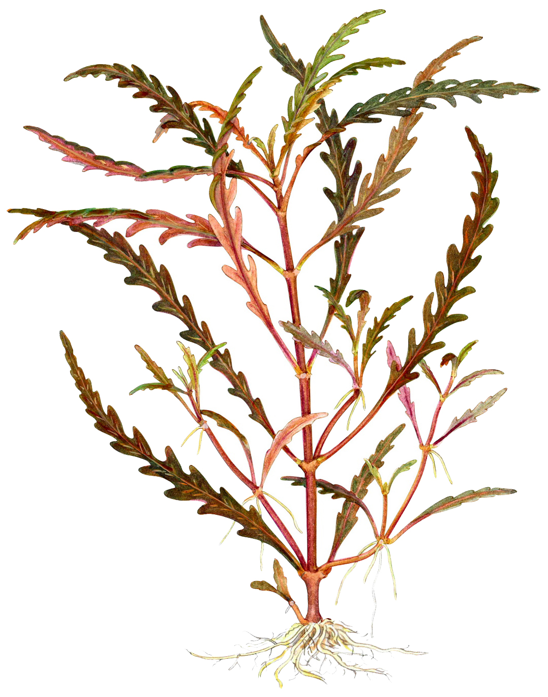 Hygrophila pinnatifida – Image 2