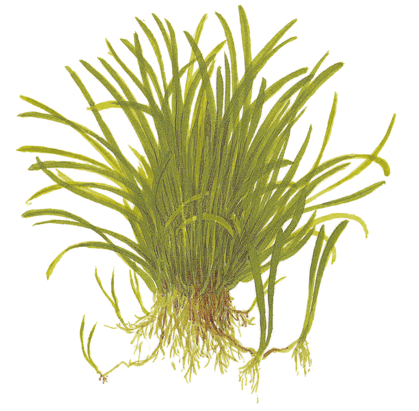 Lilaeopsis brasiliensis – Image 2