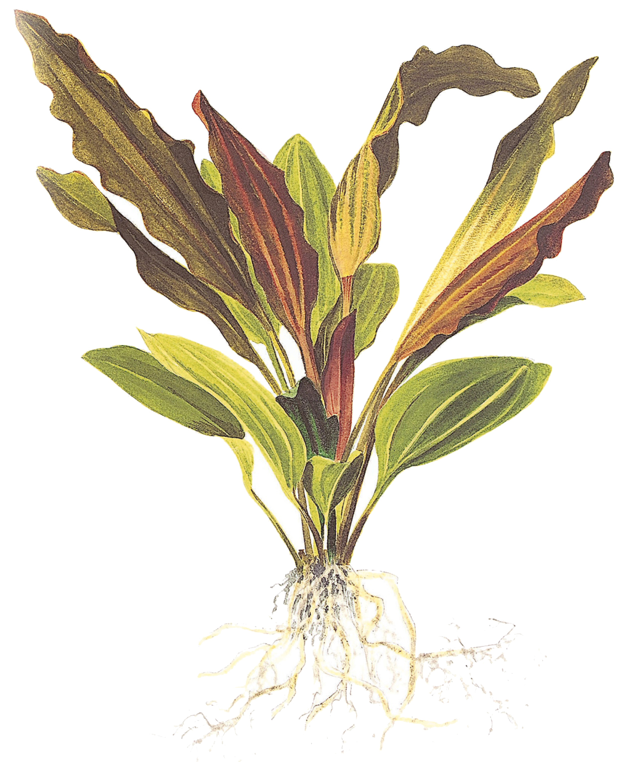 Echinodorus 'Rosé' – Image 2