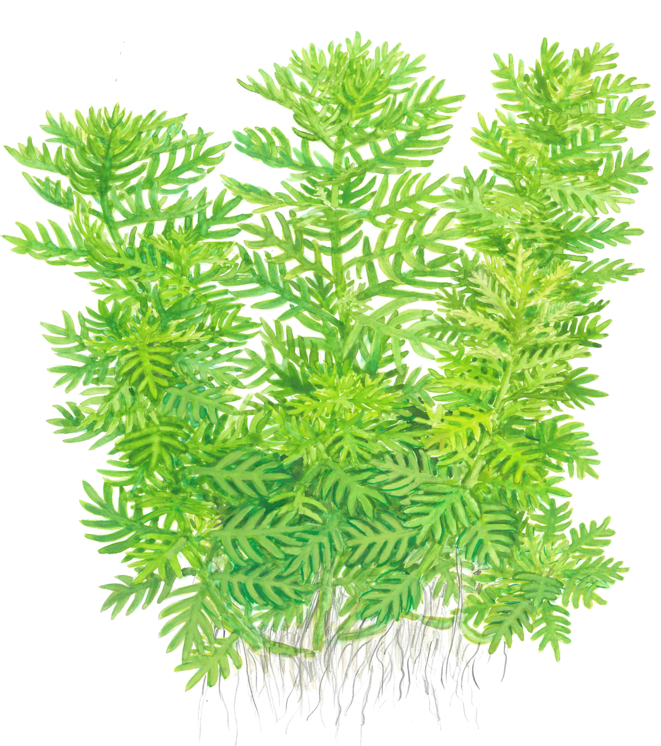 Hottonia palustris – Image 2