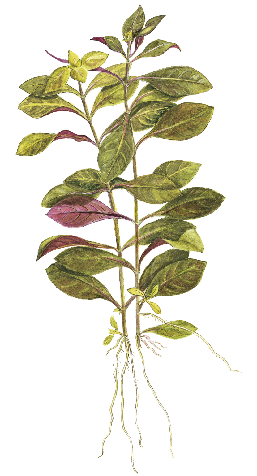 Ludwigia repens 'Rubin' – Image 2