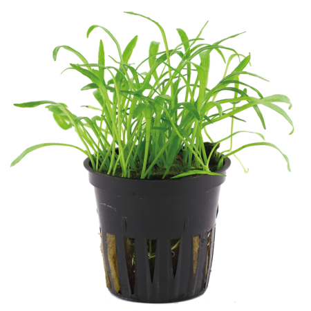 Lilaeopsis brasiliensis