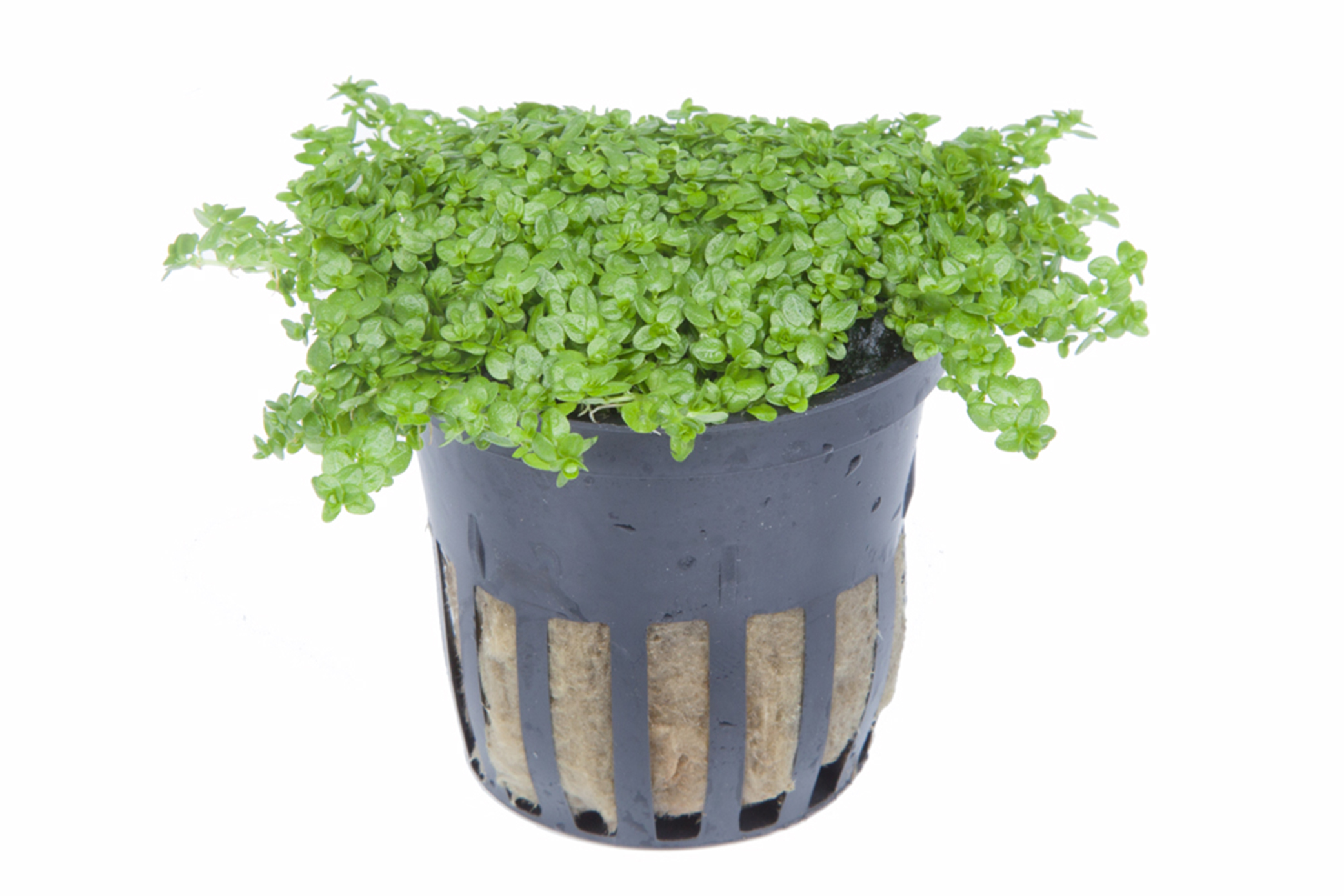 Hemianthus callitrichoides 'Cuba'